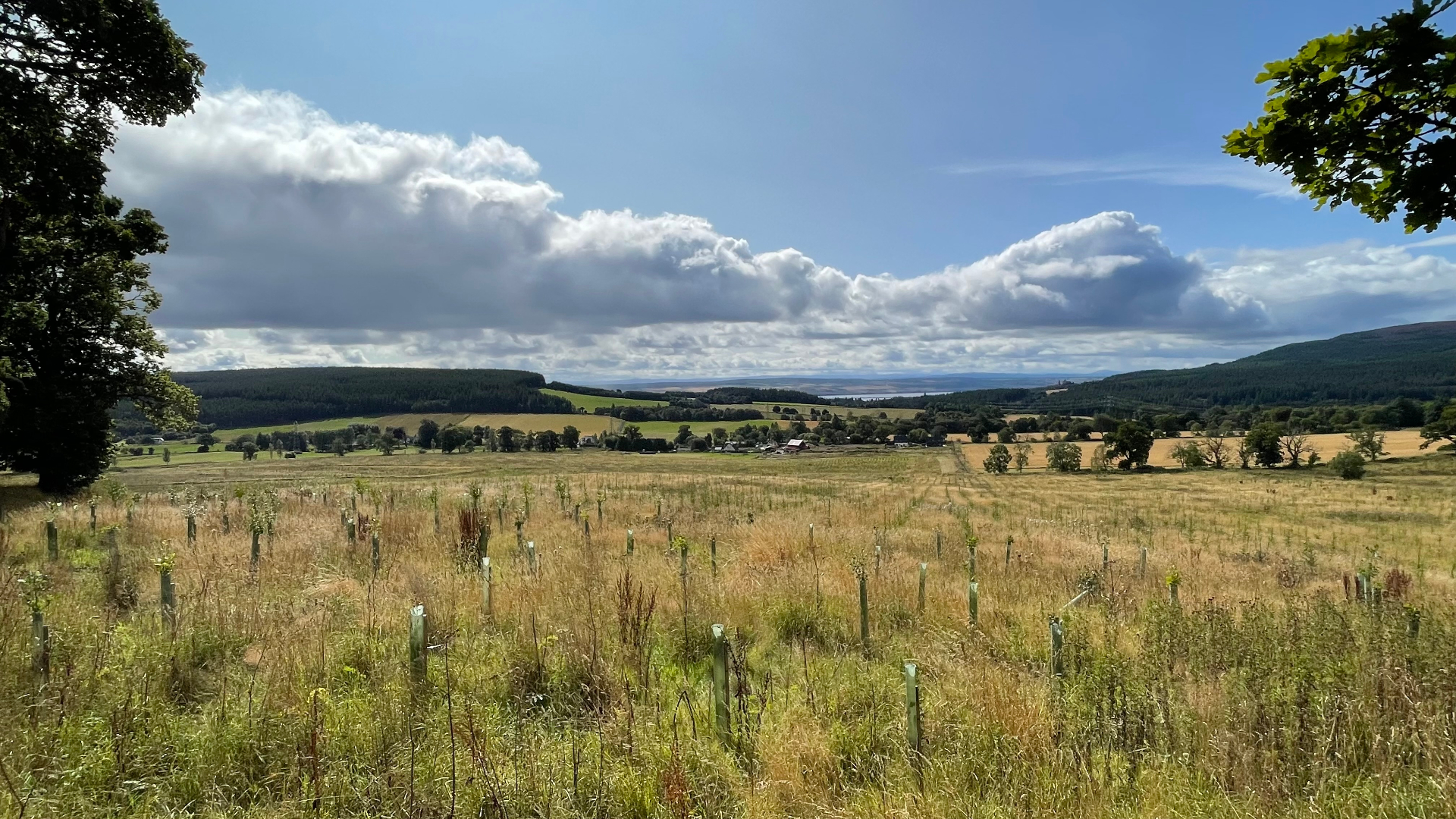 Newly planted UK woodland with mature trees on the horizon